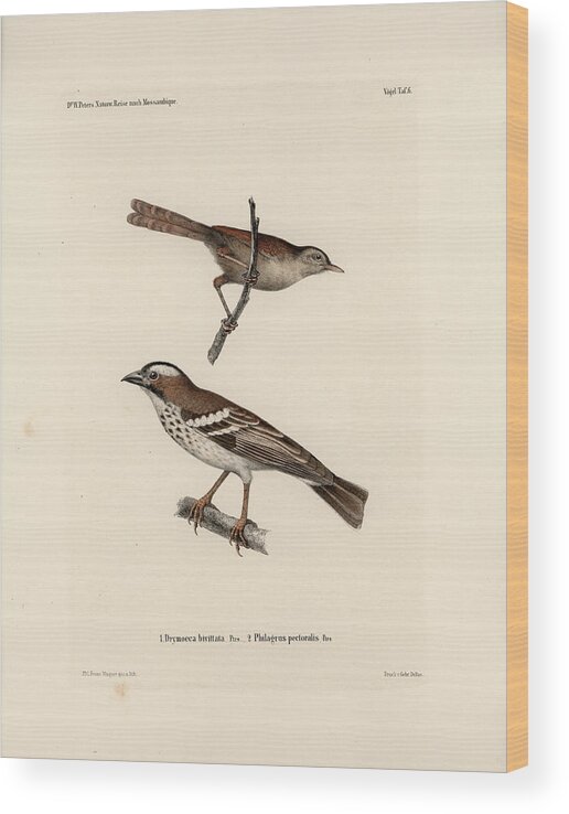 Birds Wood Print featuring the drawing White-browed Sparrow-weaver and Grass or Bush Warbler #1 by J D L Franz Wagner