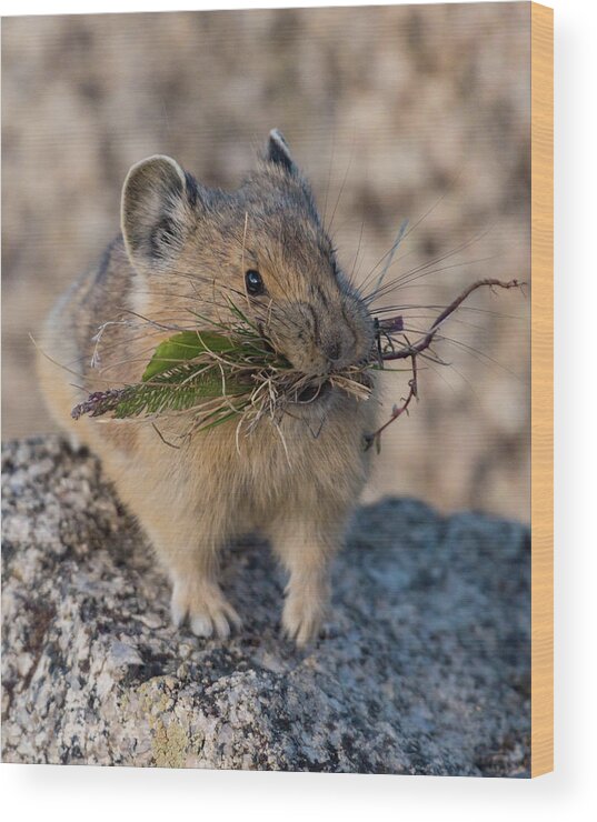 Pika Wood Print featuring the photograph Winter Preparations #1 by Jody Partin