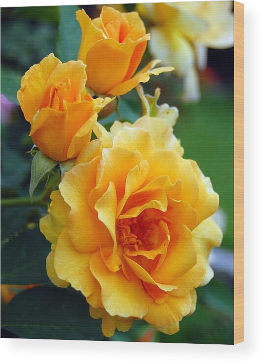 Flower Wood Print featuring the photograph Yellow Roses by Amy Fose