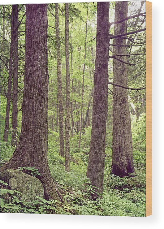 Mature Forest Wood Print featuring the photograph 145926 Mature Forest GSMNP by Ed Cooper Photography