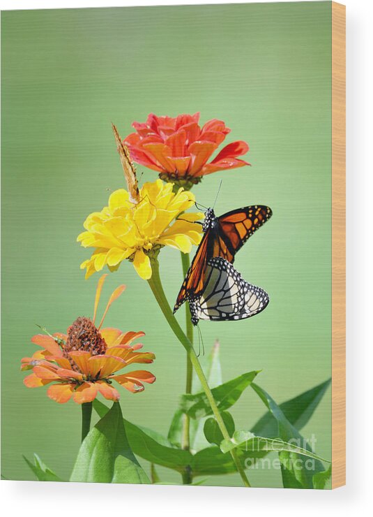 Butterfly Wood Print featuring the photograph A New Beginning #2 by Lila Fisher-Wenzel