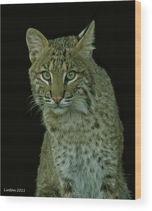 Bobcat Wood Print featuring the photograph Bobcat #2 by Larry Linton