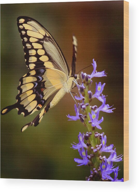 Butterfly Wood Print featuring the photograph Yellow Swallowtail #2 by Joseph G Holland