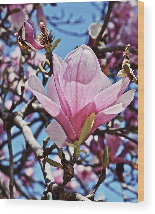 Magnolia Wood Print featuring the photograph 2018 Vernon Magnolias 6 by Janis Senungetuk