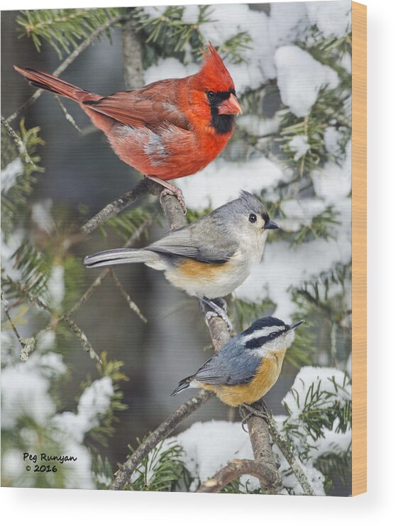 Birds On Snowy Limb Wood Print featuring the photograph Birds of a Feather #3 by Peg Runyan