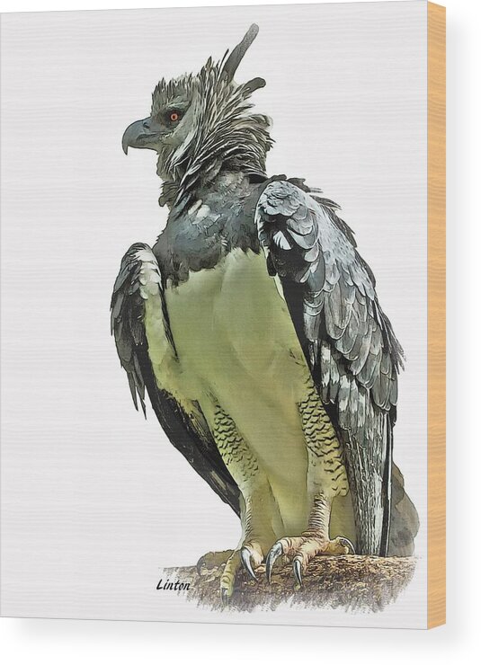 Harpy Eagle Wood Print featuring the digital art Harpy Eagle by Larry Linton
