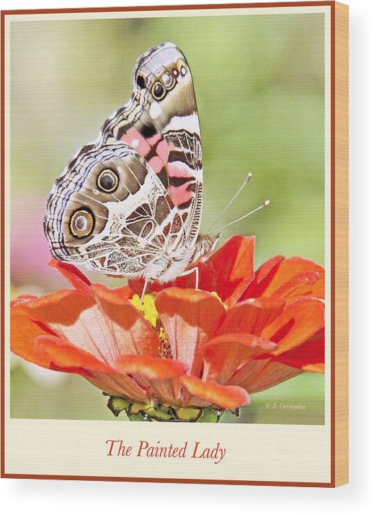 Biology Wood Print featuring the photograph Painted Lady Butterfly on Zinnia Flower #4 by A Macarthur Gurmankin