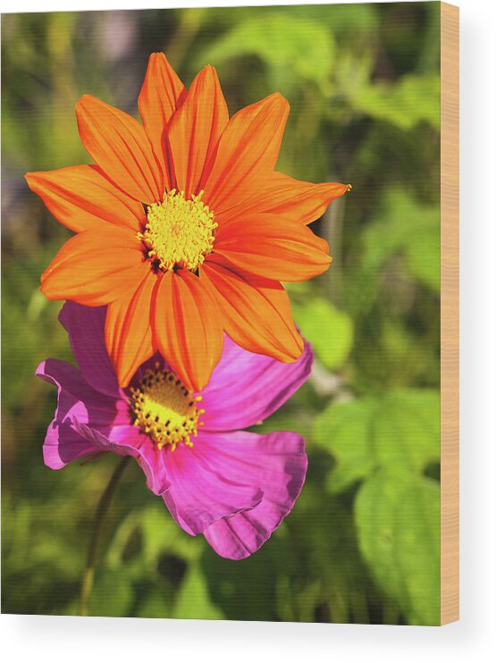 Mexican Sunflower Wood Print featuring the photograph A Pair Of Flowers 2017 by Thomas Young