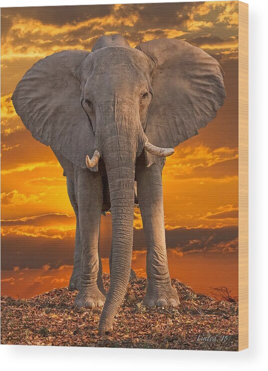Elephant Wood Print featuring the photograph African Bull Elephant At Sunset by Larry Linton