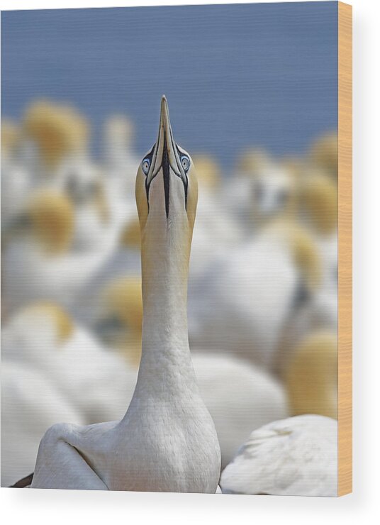 Northern Gannet Wood Print featuring the photograph Ahead by Tony Beck