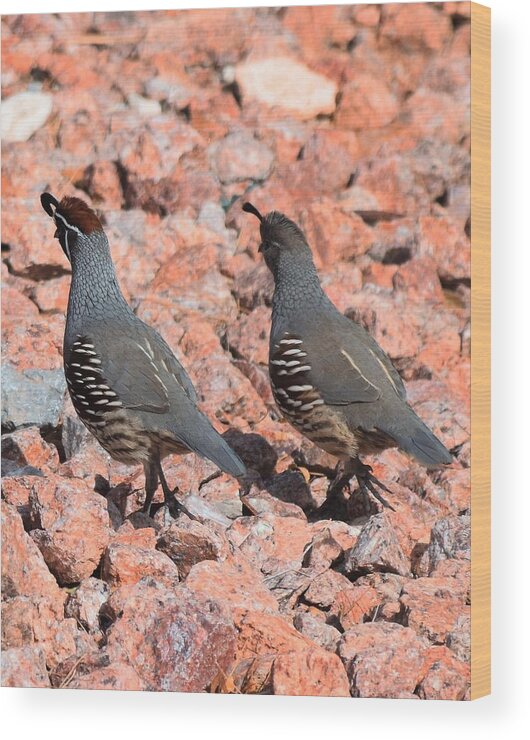 Desert Wood Print featuring the photograph Ahhhh My Little Desert Quail by John Glass