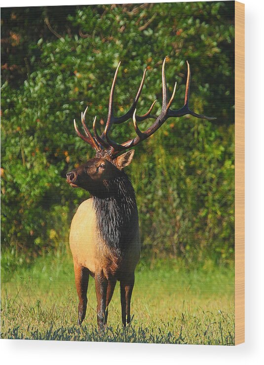 Bull Elk Wood Print featuring the photograph Alpha Bull Elk in Boxley Valley by Michael Dougherty