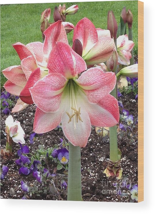 Amaryllis Wood Print featuring the photograph Amazing Amaryllis - Pink and White Apple Blossom Hippeastrum Hybrid by Sylvie Marie