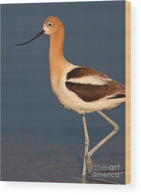 Avocet Wood Print featuring the photograph American Avocet Standing Tall by Max Allen