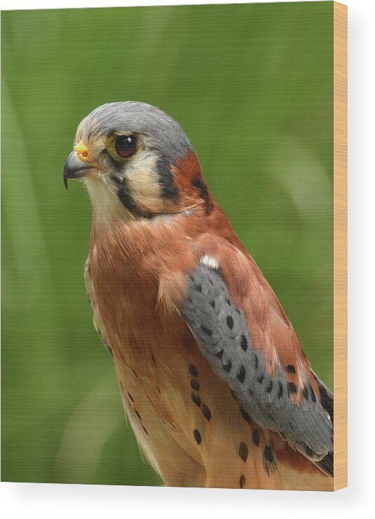 Agile Wood Print featuring the photograph American Kestrel by Ann Bridges