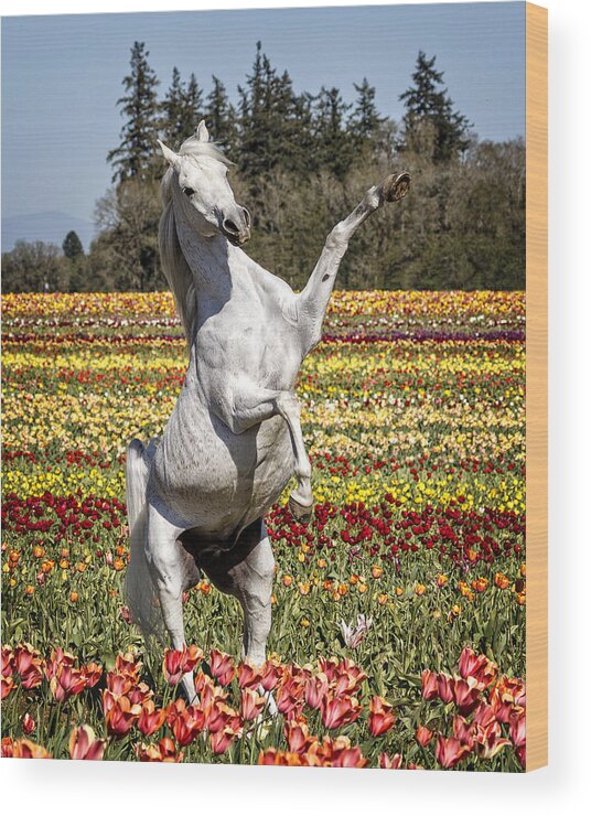 Arabian And Tulips Wood Print featuring the photograph Arabian And Tulips by Wes and Dotty Weber