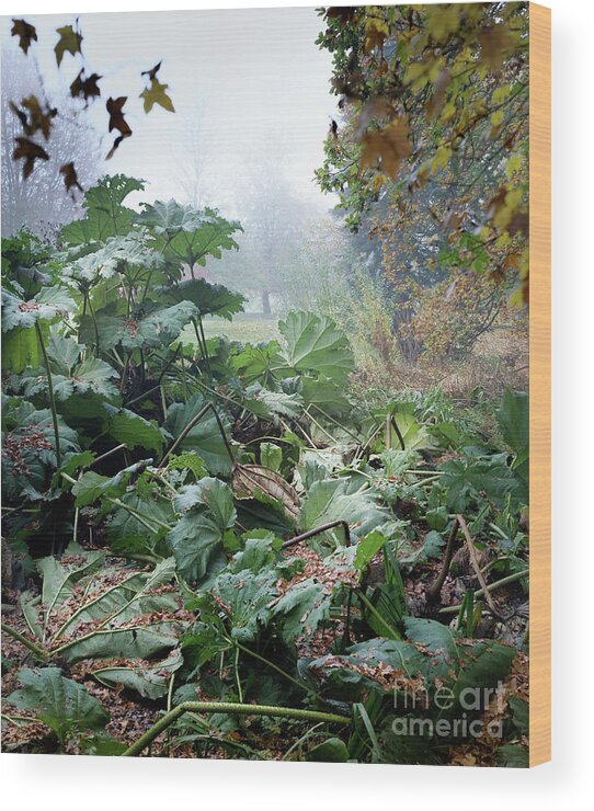 Autumn Wood Print featuring the photograph Autumn Mist, Great Dixter Garden by Perry Rodriguez