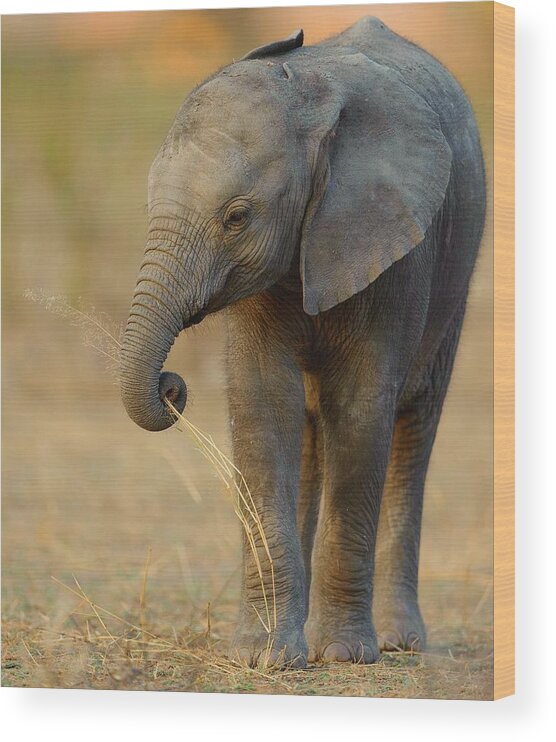 Elephant Wood Print featuring the photograph Baby Elephant by Happy Home Artistry
