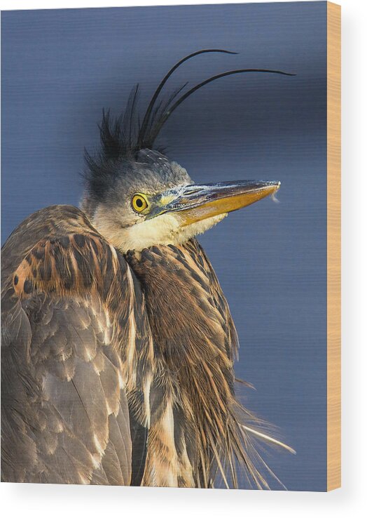 Great Blue Heron Wood Print featuring the photograph Bad Hair Day by Carl Olsen