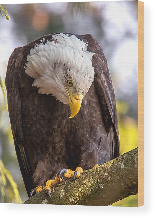 Bald Eagle Wood Print featuring the photograph Bald Eagle by Carl Olsen