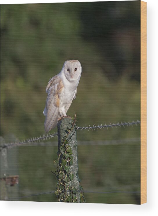 Barn Owl Wood Print featuring the photograph Barn Owl On Ivy Post by Pete Walkden