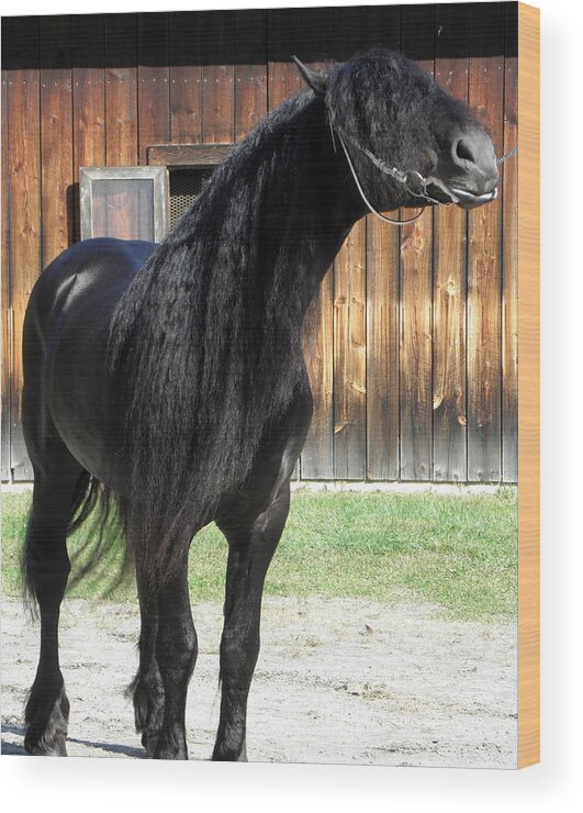 Friesian Horse Wood Print featuring the photograph Beauty Posing by Kim Galluzzo