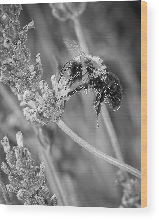 Bumblebee Wood Print featuring the photograph Bee Works Lavender by Len Romanick