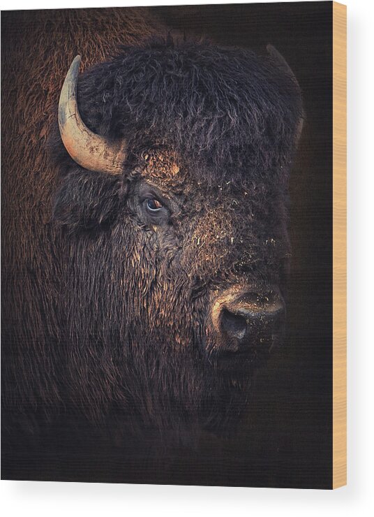 Bison Wood Print featuring the photograph Big Shaggy One by Ron McGinnis
