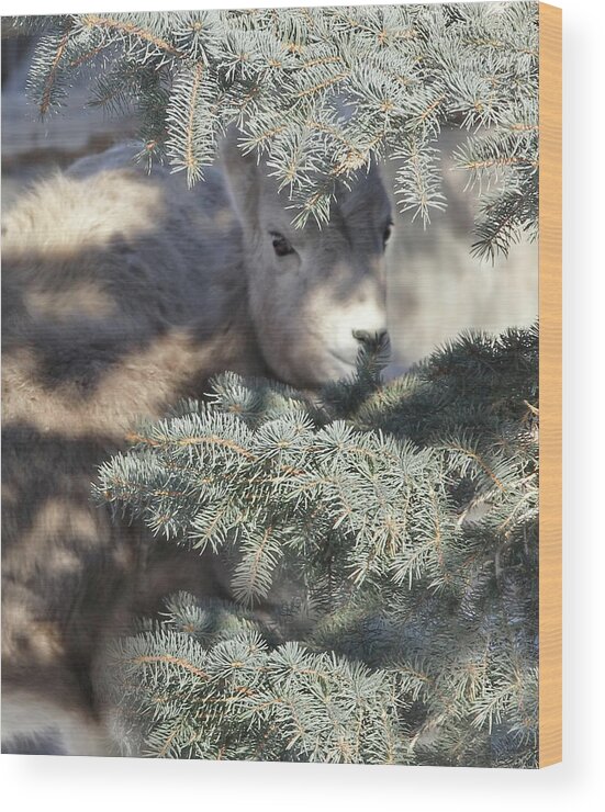 Bighorn Sheep Wood Print featuring the photograph Bighorn Sheep Lamb's Hiding Place by Jennie Marie Schell
