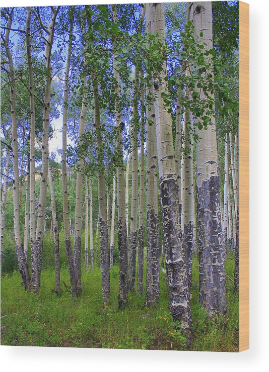 Landscape Wood Print featuring the photograph Birch Forest by Julie Lueders 