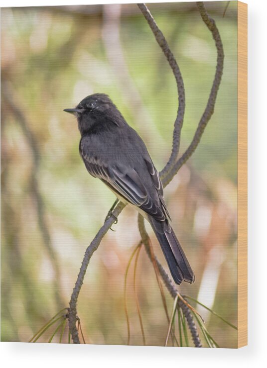 Birds Wood Print featuring the photograph Black Phoebe in the Shade by Adam Rainoff