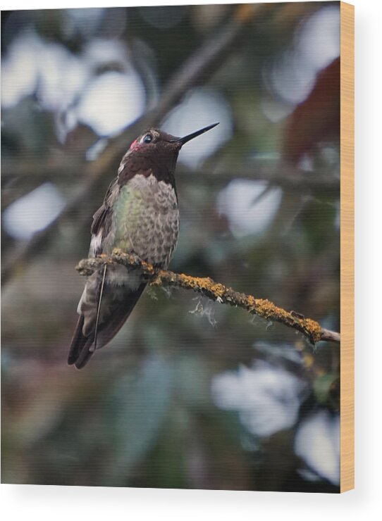 Humming Bird Wood Print featuring the photograph Blending In by Wayne Enslow