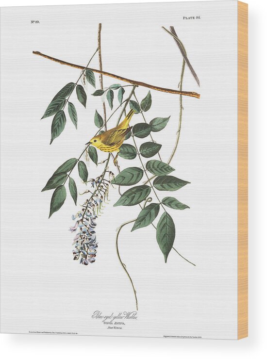 Blue-eyed Yellow Warbler Wood Print featuring the painting Blue eyed yellow by MotionAge Designs