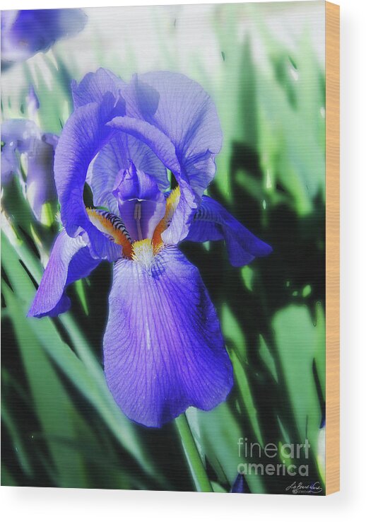 Iris Wood Print featuring the photograph Blue Iris 2 by Lizi Beard-Ward