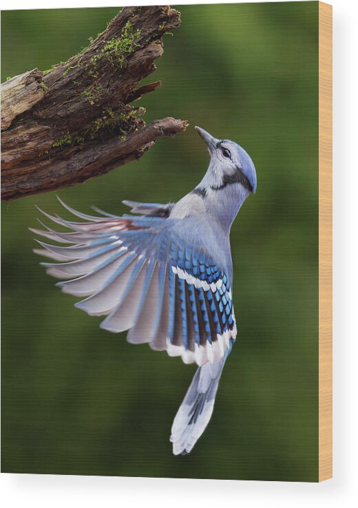 Autumn Wood Print featuring the photograph Blue Jay in Flight by Mircea Costina Photography
