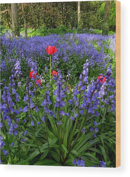 Tulip Wood Print featuring the photograph Bluebells and Tulips by John Topman