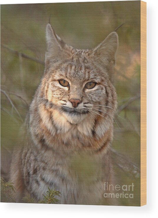 Bobcat Wood Print featuring the photograph Bobcat Portrait Surrounded By Pine by Max Allen