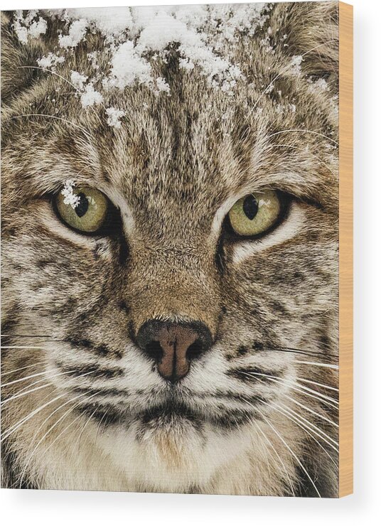 Categories Wood Print featuring the photograph Bobcat Whiskers by Dawn Key