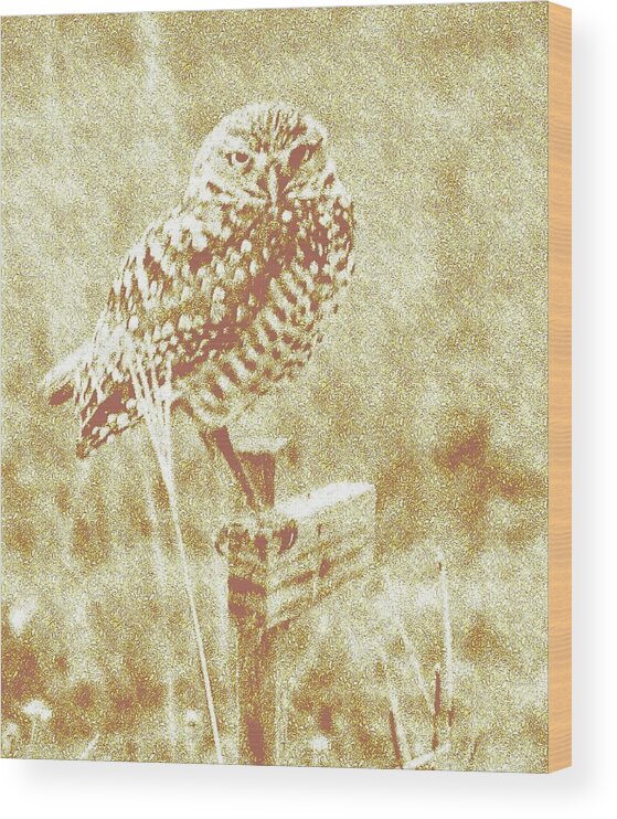 Owls Wood Print featuring the photograph Borrowing Owl by Timothy Lowry