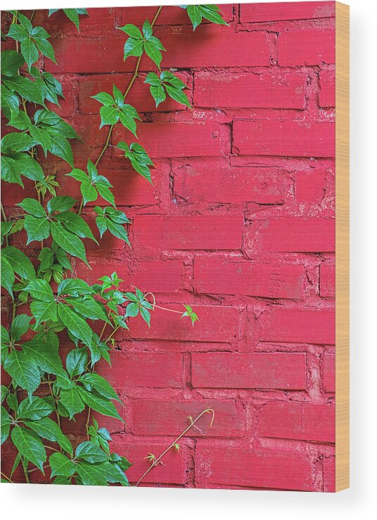 Old Wood Print featuring the photograph Brick and Vines by Richard Rizzo