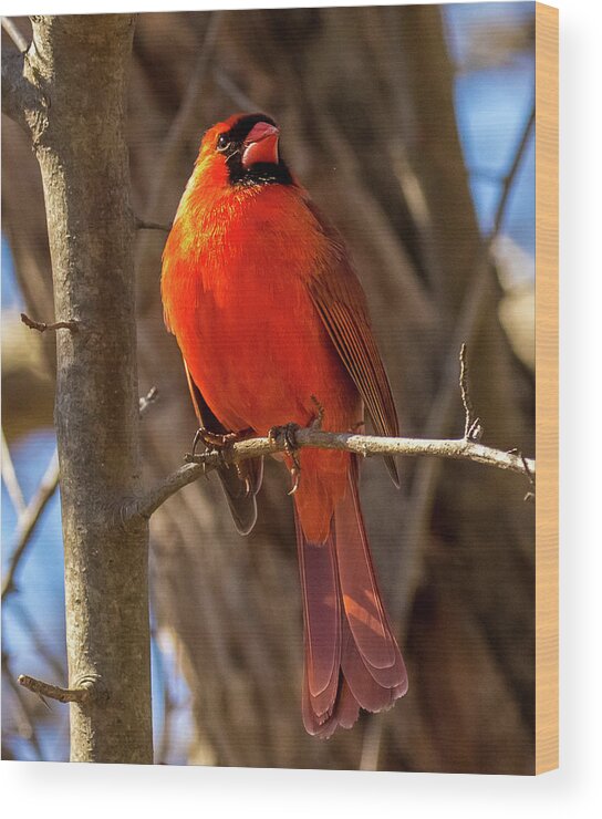 Cardinal Wood Print featuring the photograph Bright Boy by Rob Davies