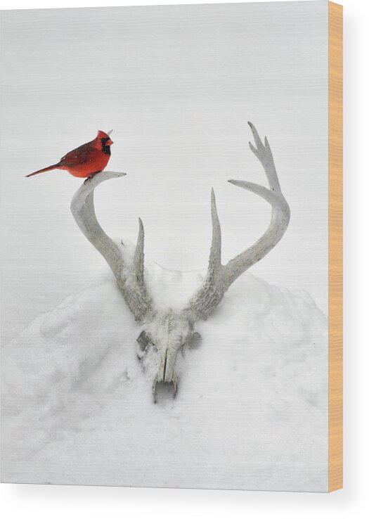 Nature Wood Print featuring the photograph Buck And Cardinal by Garrett Sheehan