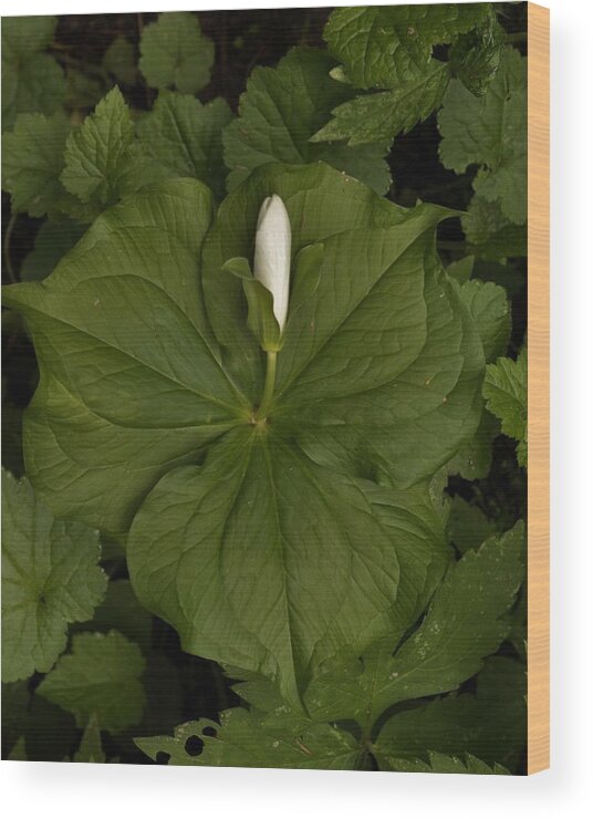 Flowers Wood Print featuring the photograph Bud of the Trillium by Charles Lucas