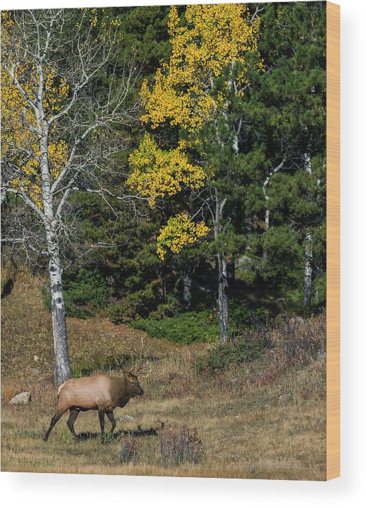 Bull Elk Wood Print featuring the photograph Bull Elk and Fall Colors by Gary Langley