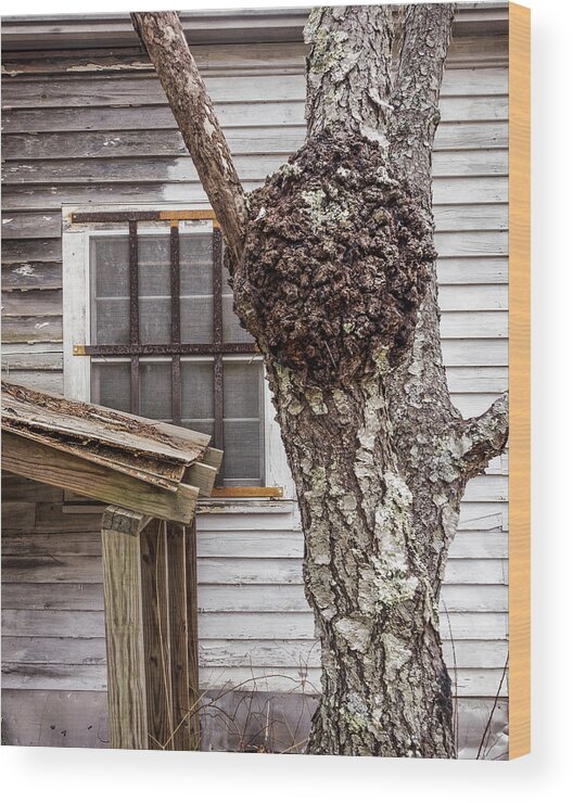 Old Wood Print featuring the photograph Burl and Window by Frank Winters
