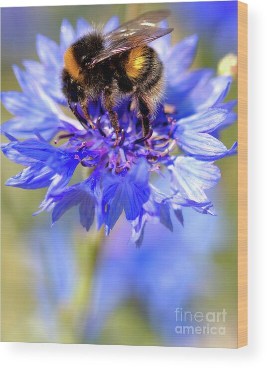 Cornflower Wood Print featuring the photograph Busy Little Bee by Baggieoldboy