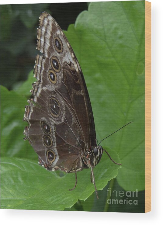 Butterfly Wood Print featuring the photograph Butterfly 5 by Christy Garavetto