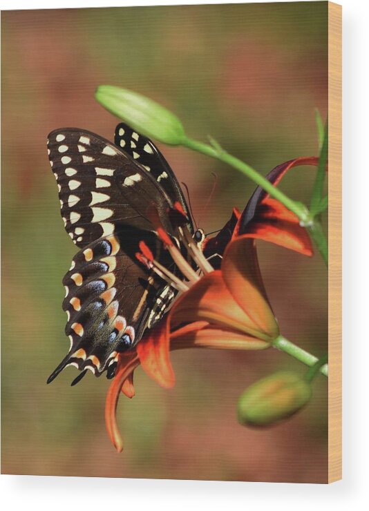 Butterfly Kiss 2 Print Wood Print featuring the photograph Butterfly Kiss 2 by Sheri McLeroy