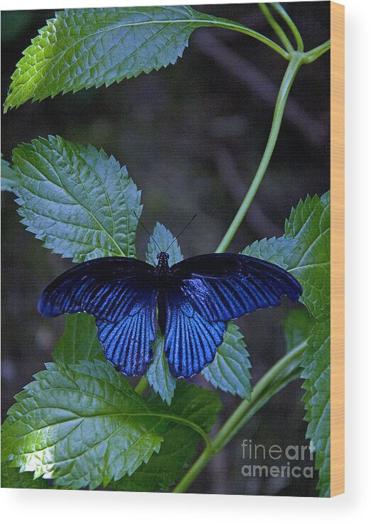 Butterfly Wood Print featuring the photograph Butterfly Place by Robert Pilkington
