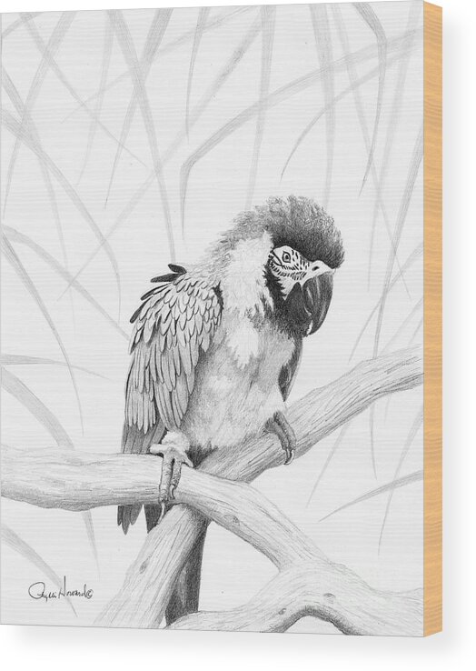 Parrot Wood Print featuring the drawing BW Parrot by Phyllis Howard